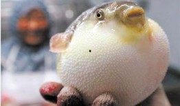 河豚在线观看,揭秘神秘海洋生物的奇幻世界